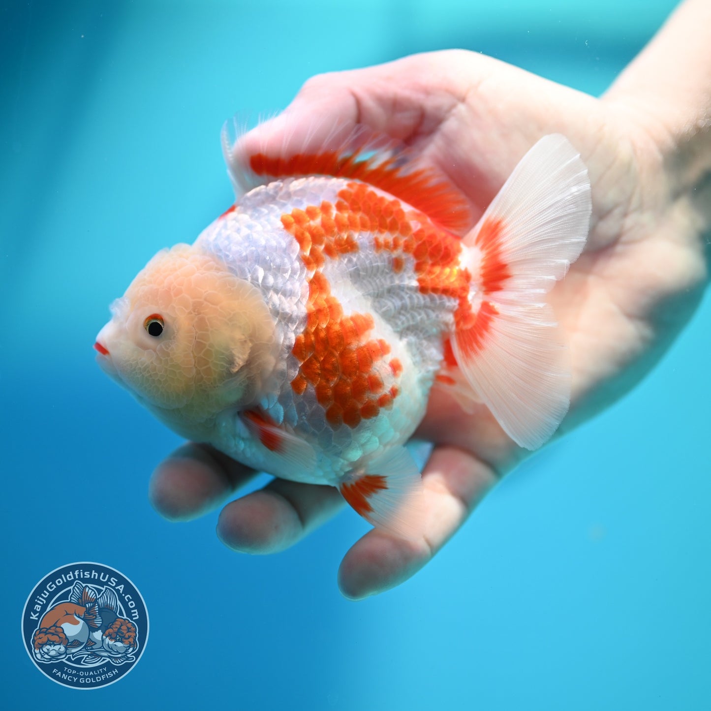 Polka-dot Red White YuanBao Oranda 4 inch Body (260529_OR18)