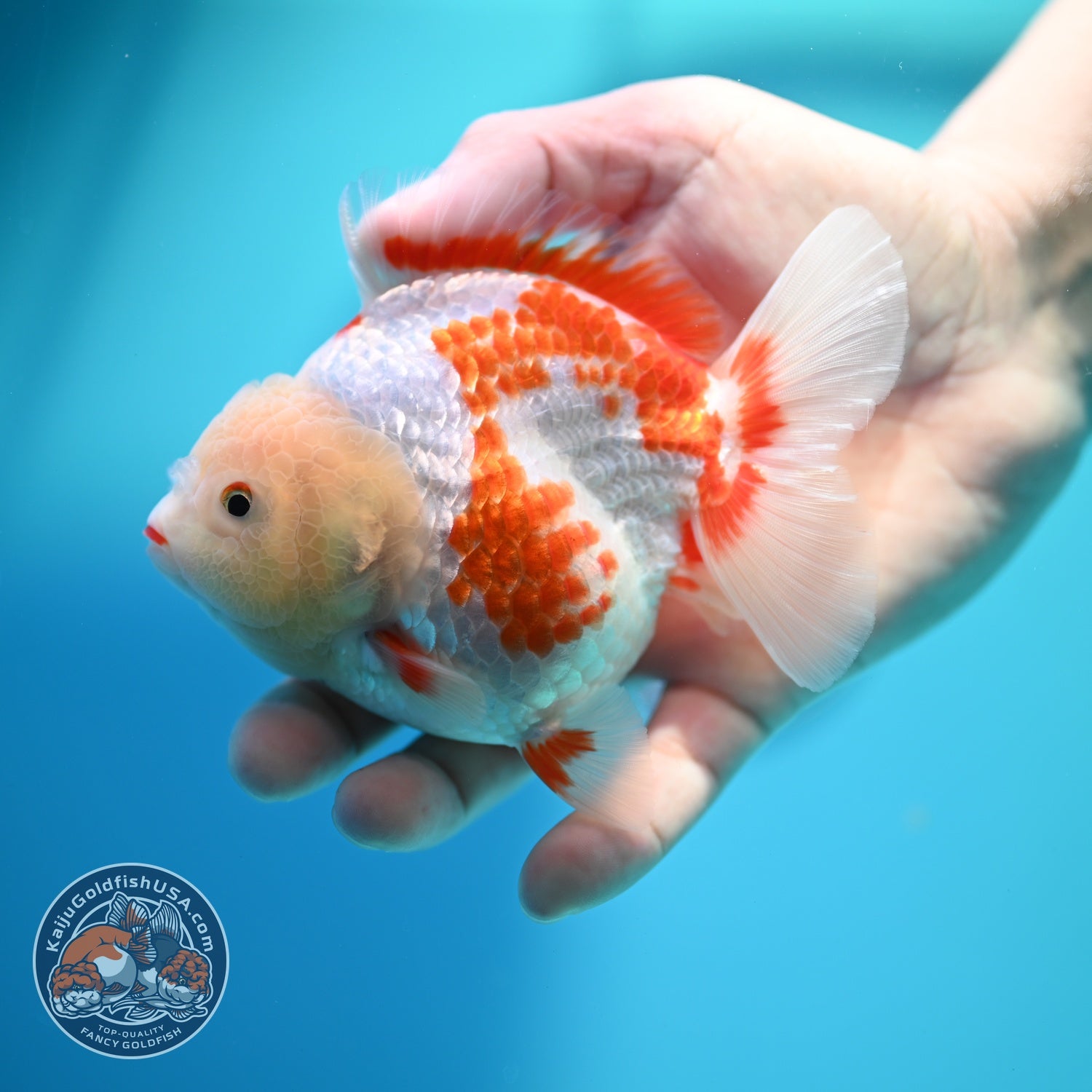 Polka-dot Red White YuanBao Oranda 4 inch Body (260529_OR18)