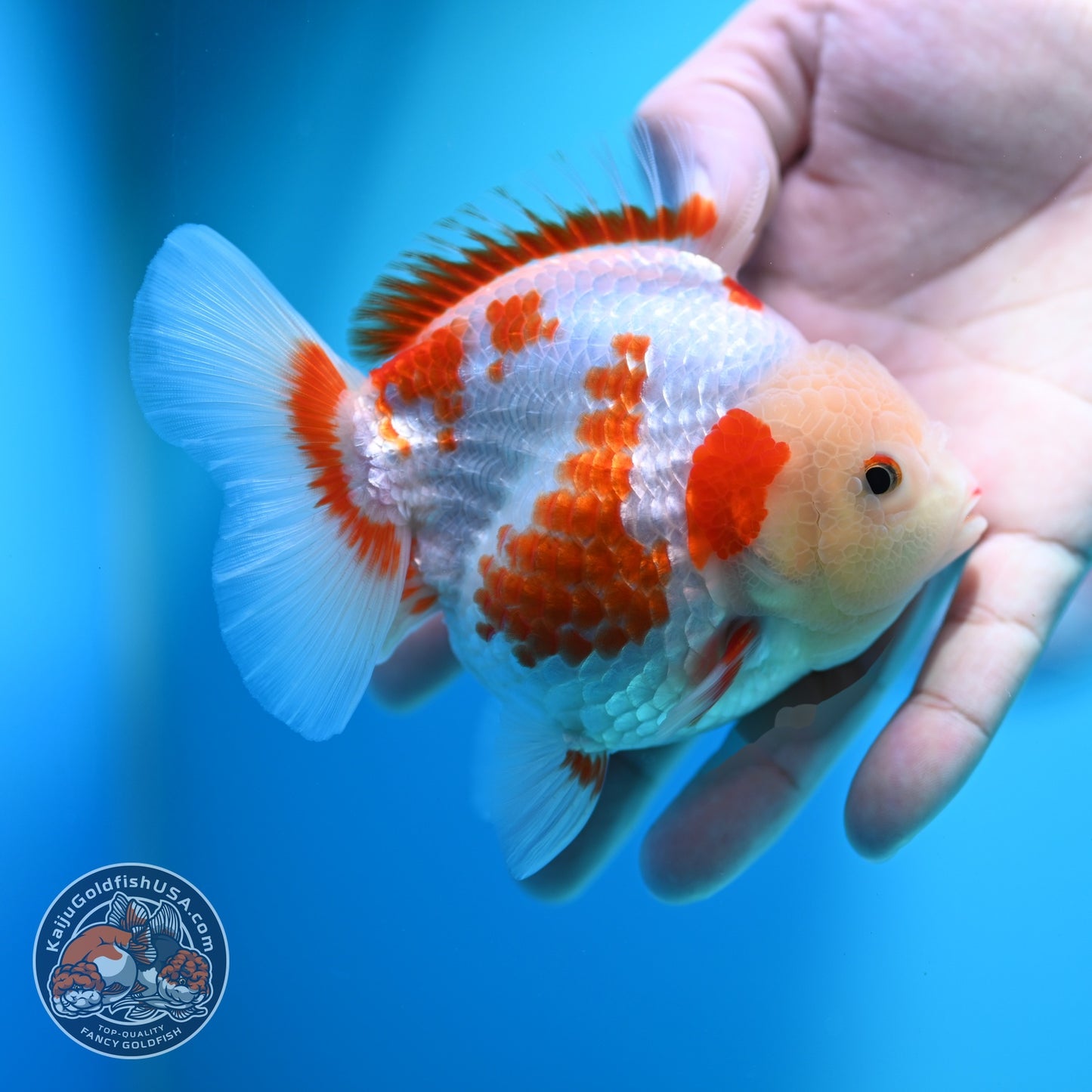 Polka-dot Red White YuanBao Oranda 4 inch Body (260529_OR18)