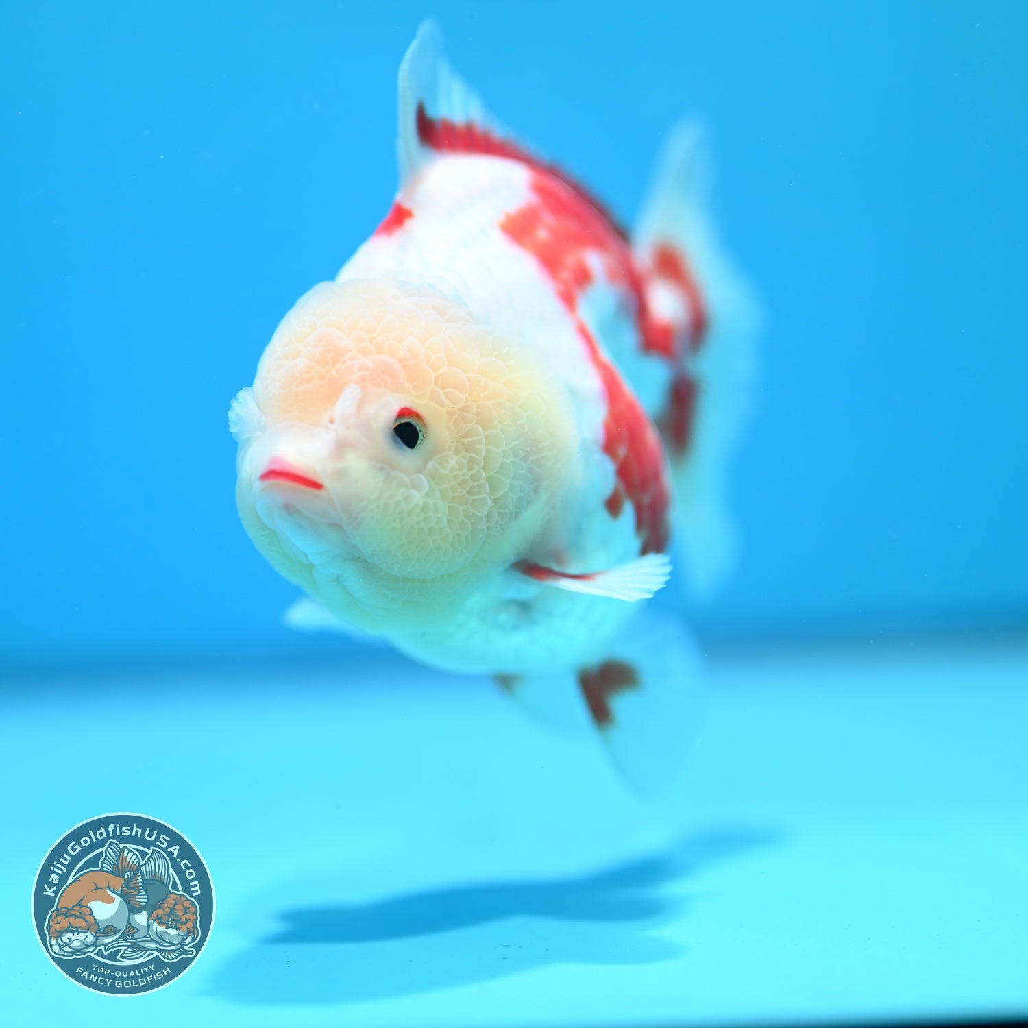 Polka-dot Red White YuanBao Oranda 4 inch Body (260529_OR18)