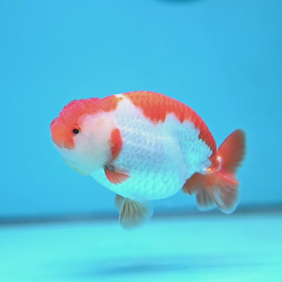 AA Grade Red White Buffalo Ranchu 4 inch Body (251219_RC02)