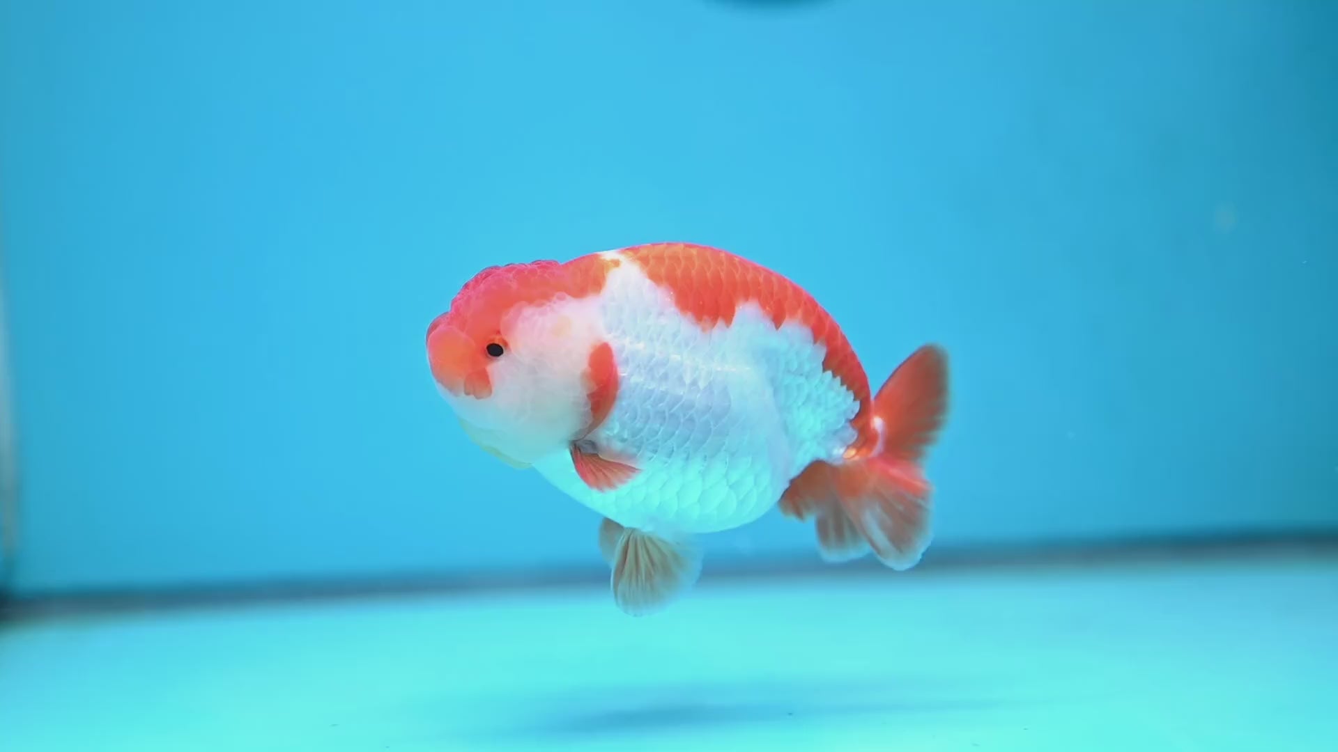 AA Grade Red White Buffalo Ranchu 4 inch Body (251219_RC02)