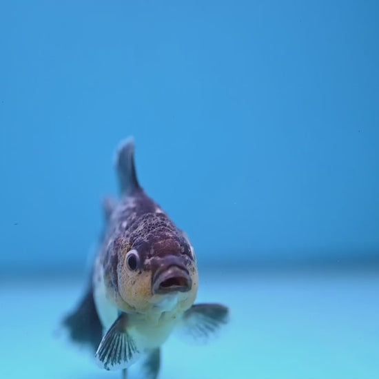 Juvenile Shogun Kirin Oranda 3.5 inch Body (251107_OR10)