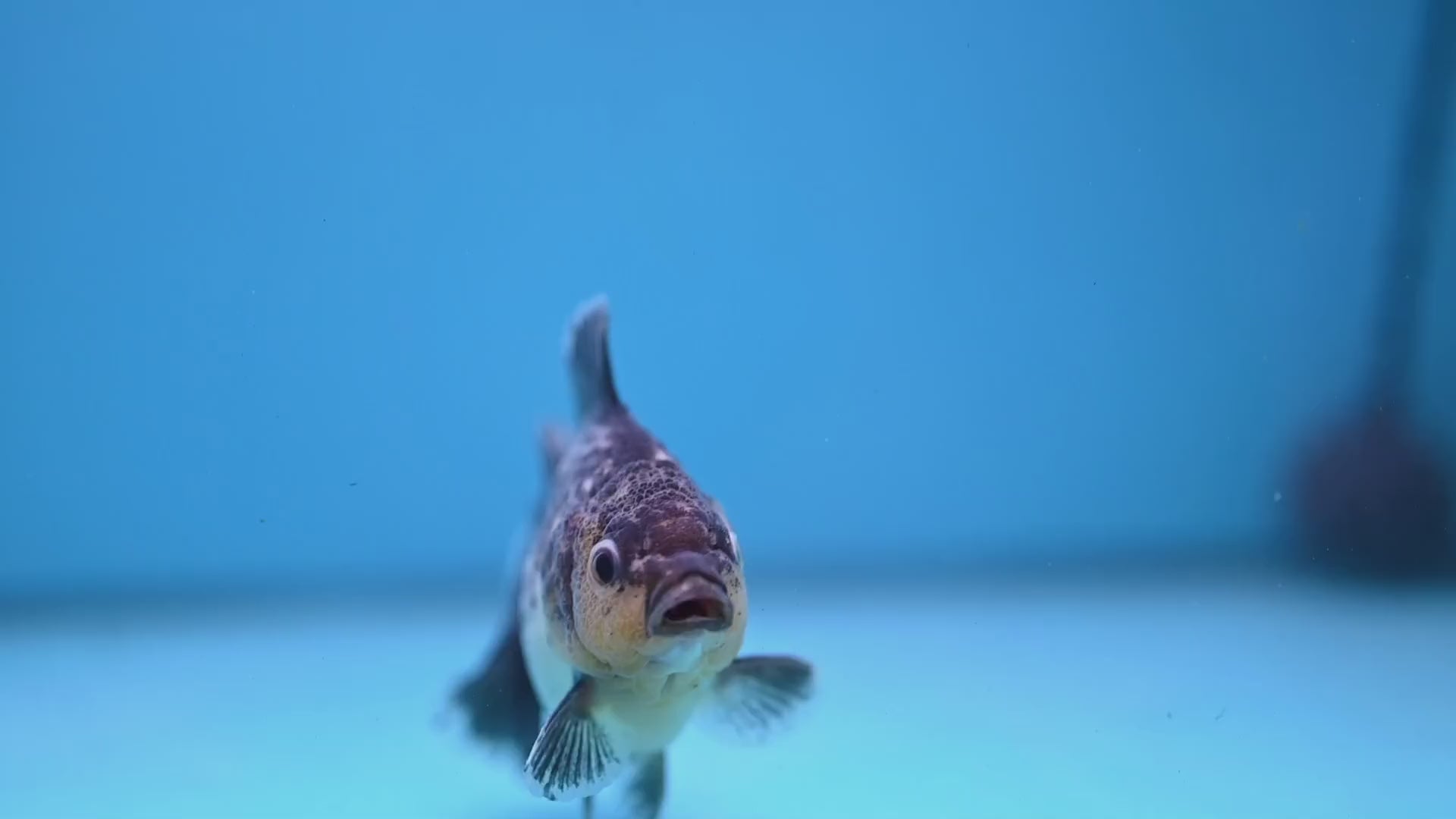 Juvenile Shogun Kirin Oranda 3.5 inch Body (251107_OR10)