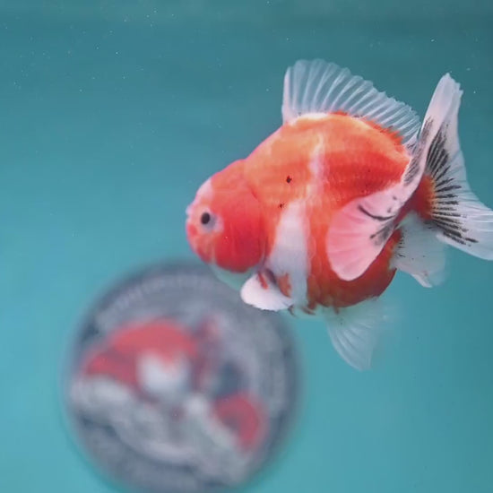 Shogun Sakura Oranda 3.5 inch Body (260123_OR05)