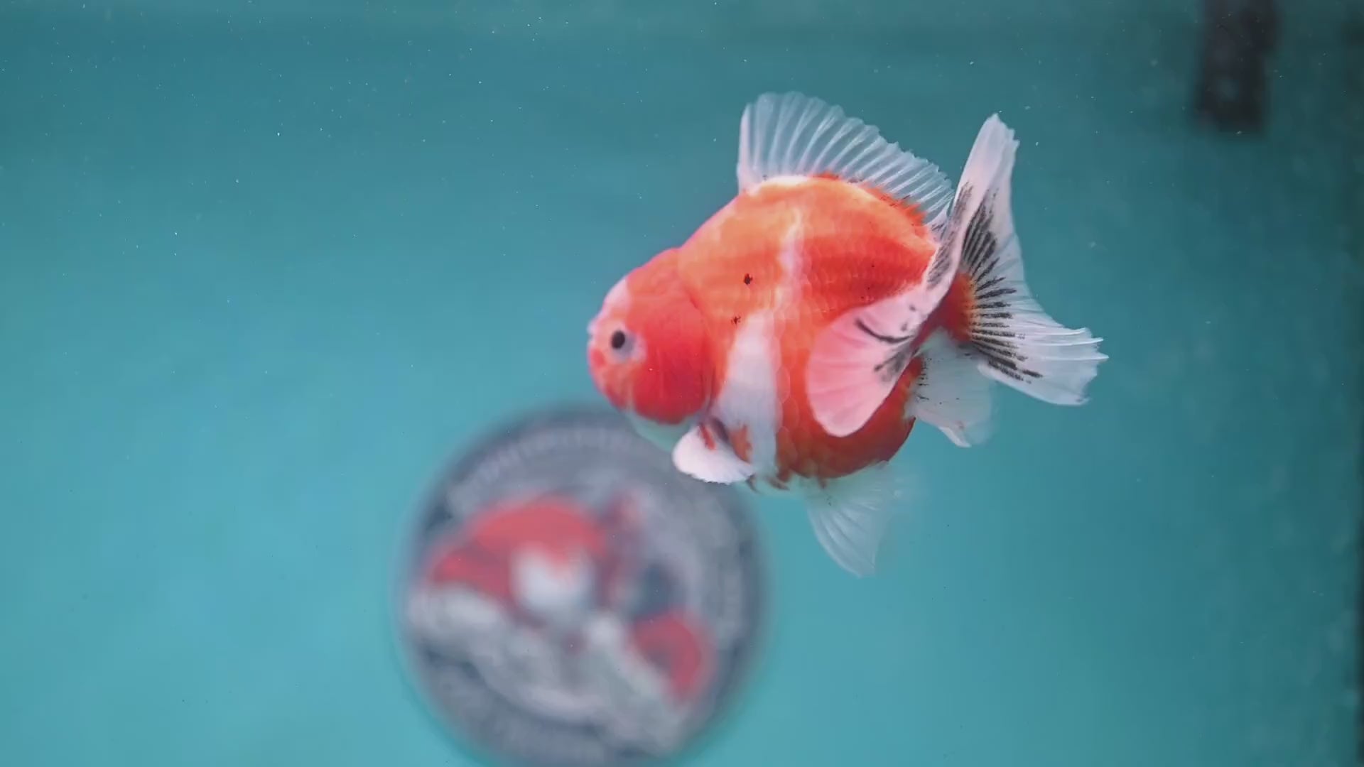 Shogun Sakura Oranda 3.5 inch Body (260123_OR05)