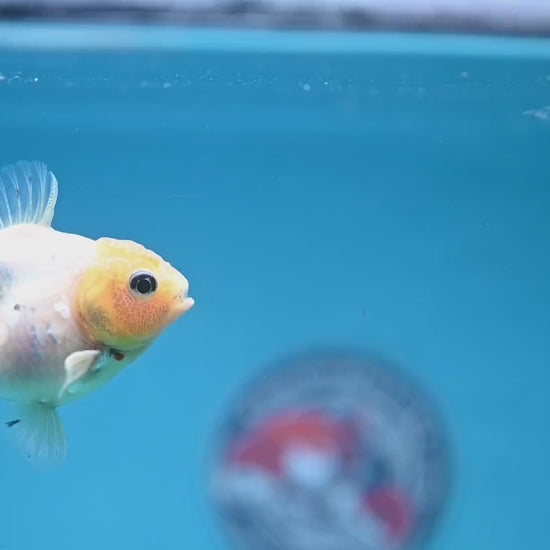 Juvenile Shogun Lemon Head Oranda 2.8 inch Body (251121_OR24)