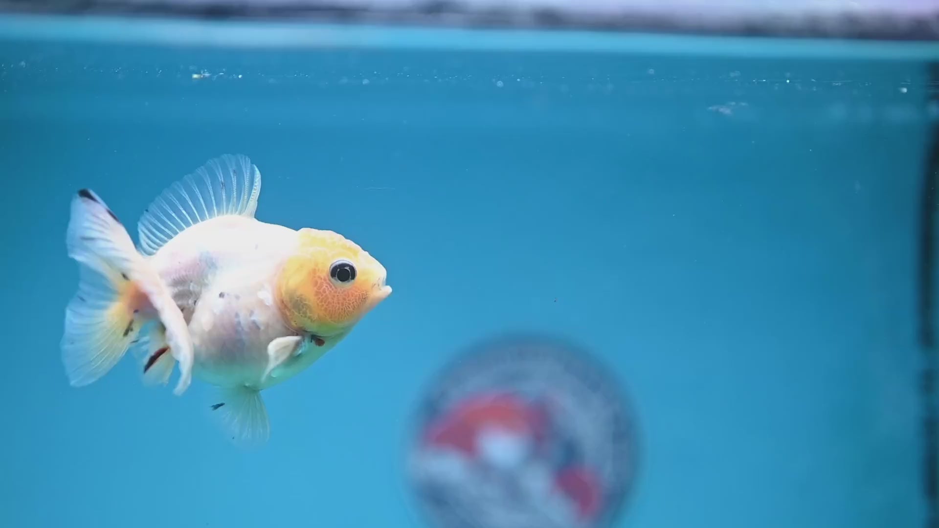 Juvenile Shogun Lemon Head Oranda 2.8 inch Body (251121_OR24)