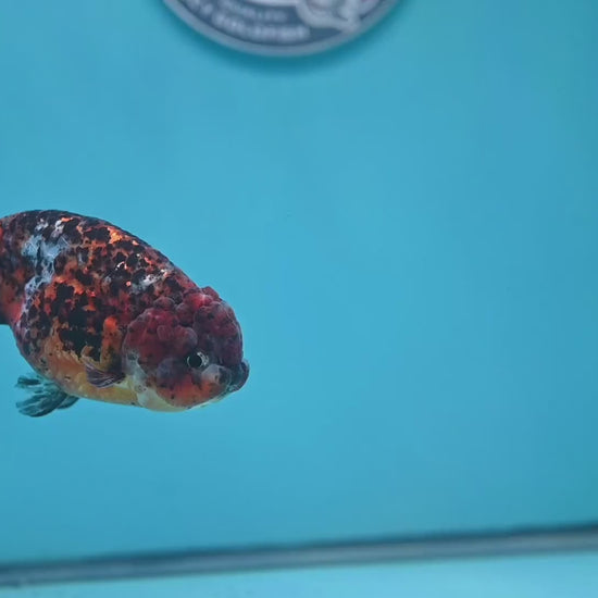 Tricolor Tiger Ranchu 4 inch Body (260220_RC15)