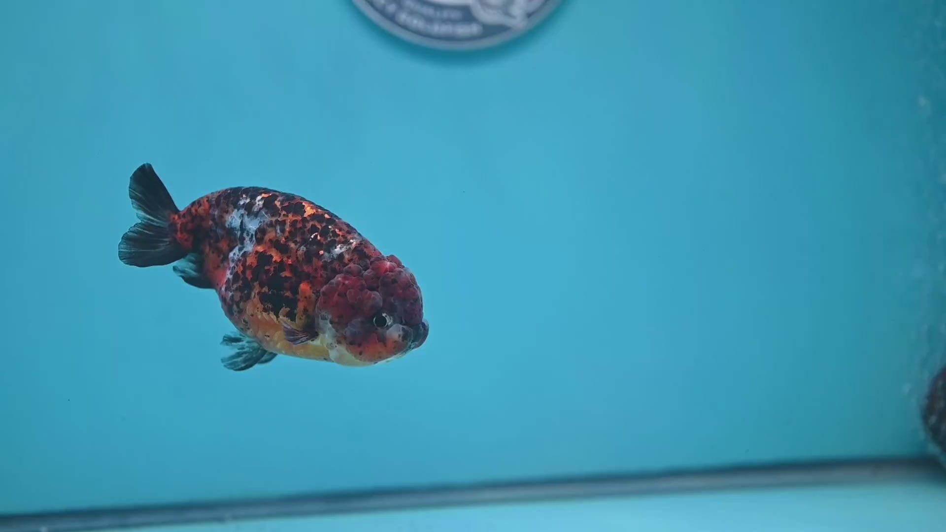 Tricolor Tiger Ranchu 4 inch Body (260220_RC15)