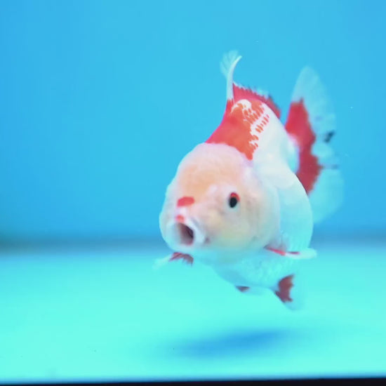 Red White Oranda 3.5 inch Body (251024_OR07)