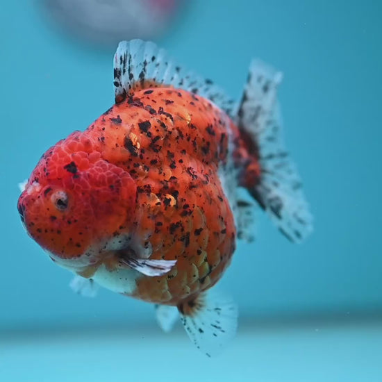 AAA Grade Shogun Tiger Oranda 4 inch Body (260123_OR12)