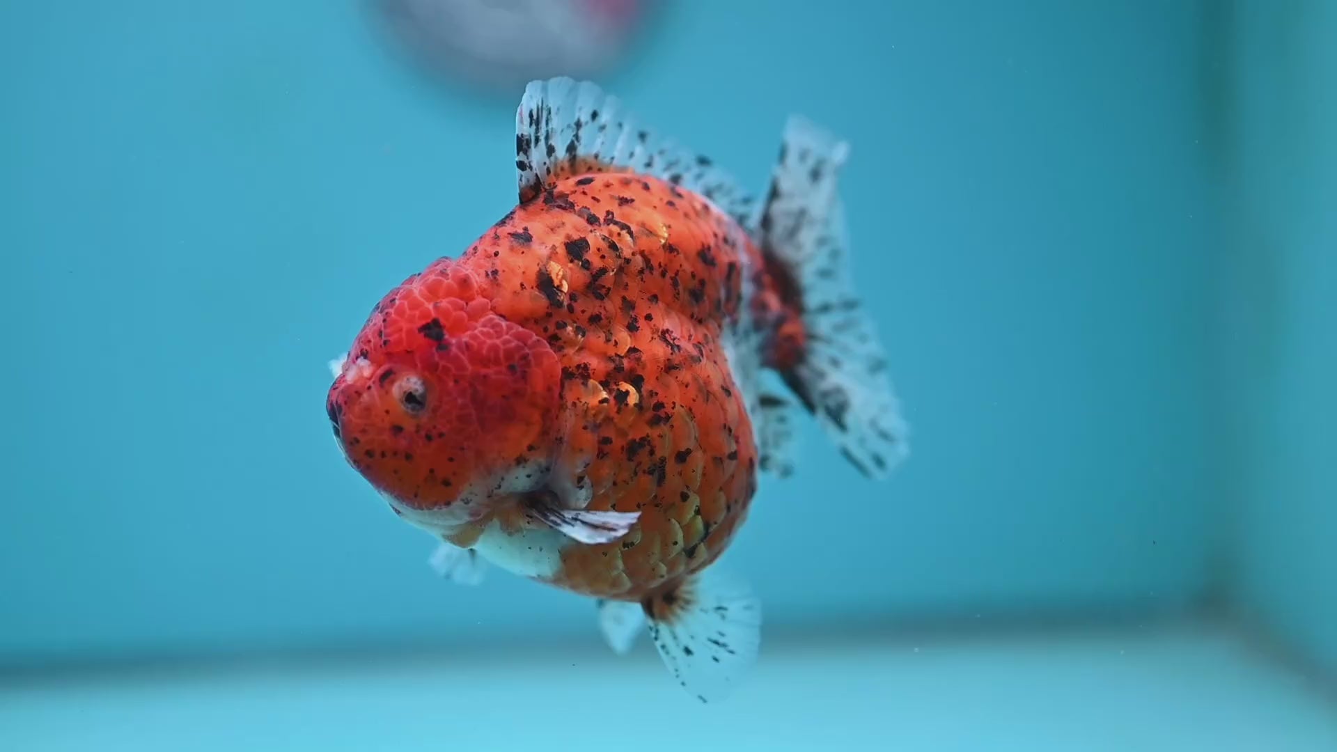 AAA Grade Shogun Tiger Oranda 4 inch Body (260123_OR12)