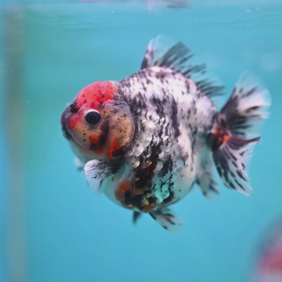Heavy Ink Tiger Oranda 3 inch Body (260213_OR04)