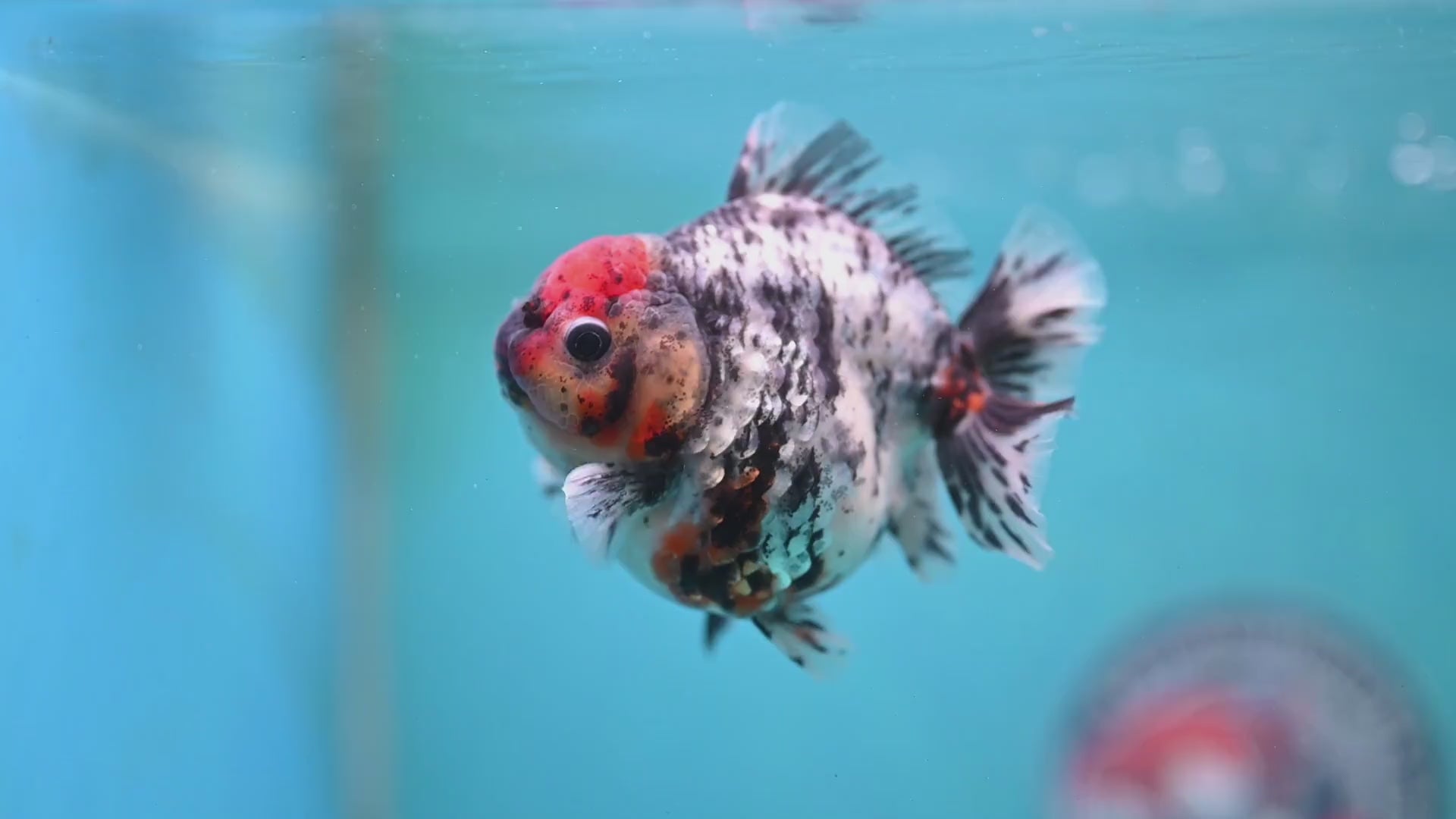 Heavy Ink Tiger Oranda 3 inch Body (260213_OR04)