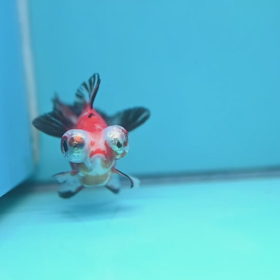 Tricolor Sakura Butterfly Tail Telescope 3 inch Body (260306_TL03)