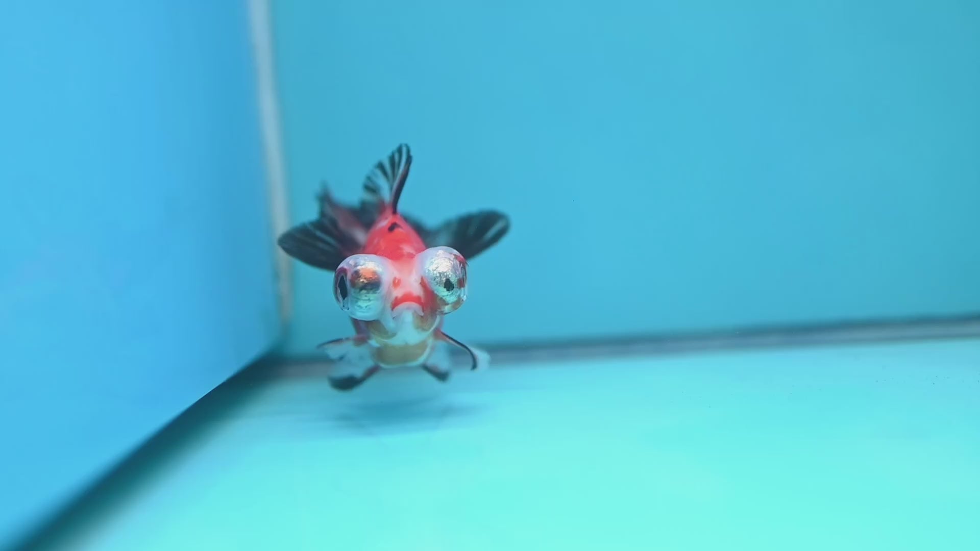 Tricolor Sakura Butterfly Tail Telescope 3 inch Body (260306_TL03)