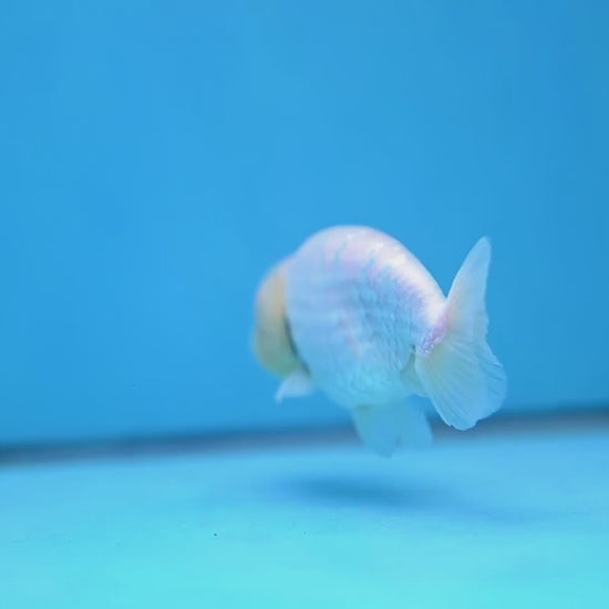 White Ranchu Ranchu 3.5 inch Body (260213_RC01)