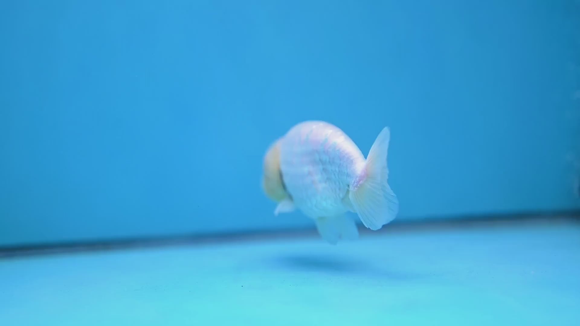 White Ranchu Ranchu 3.5 inch Body (260213_RC01)
