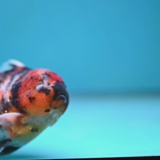 Tiger Oranda 4 inch Body (260130_OR16)