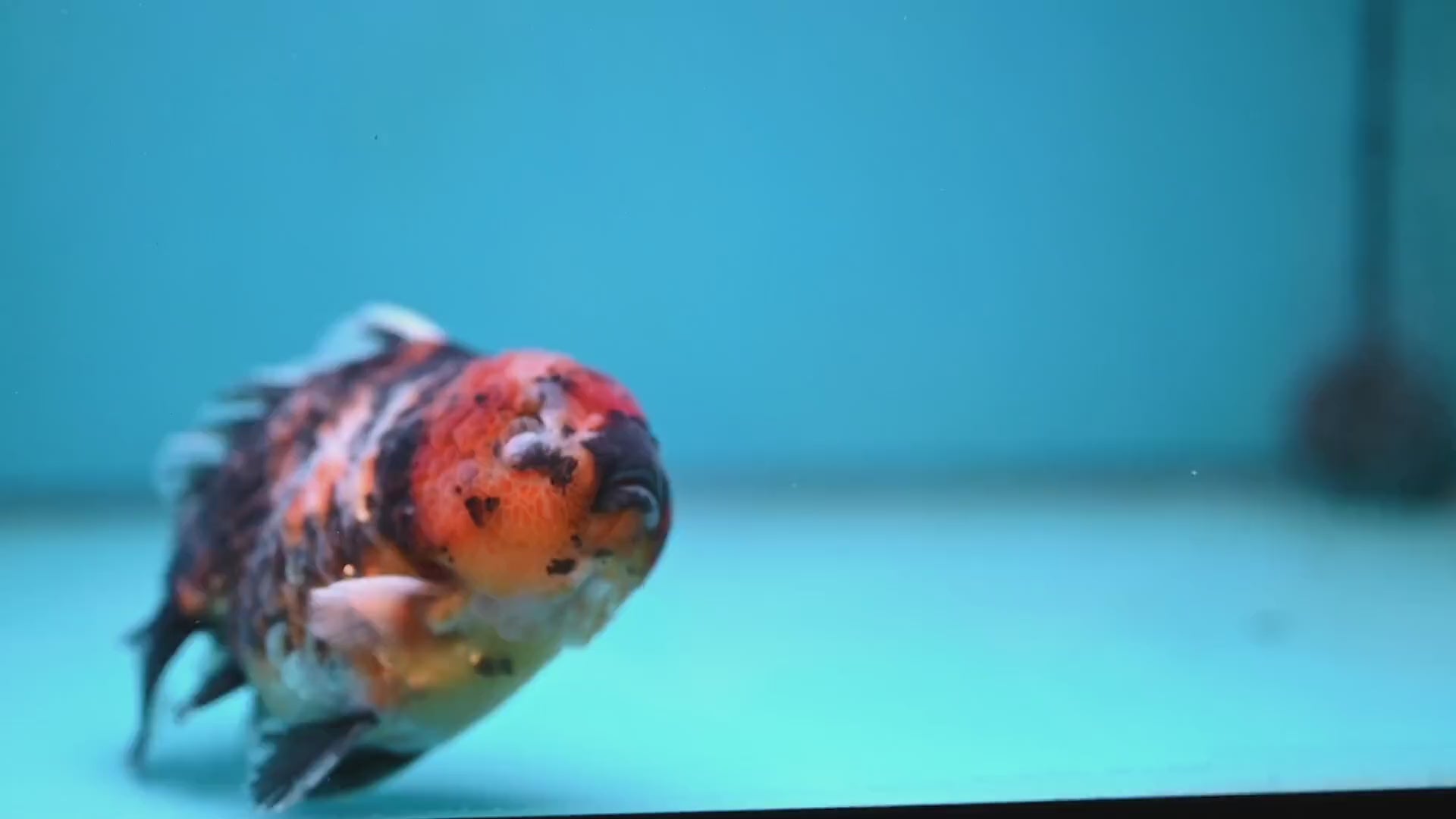 Tiger Oranda 4 inch Body (260130_OR16)