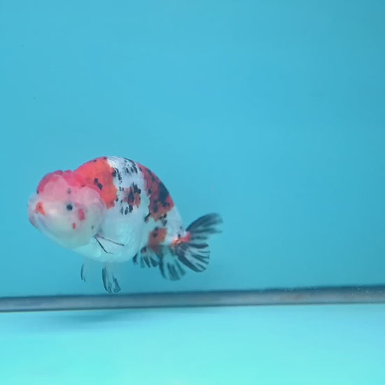 Tricolor Sakura Ranchu 4 inch Body (251024_RC04)
