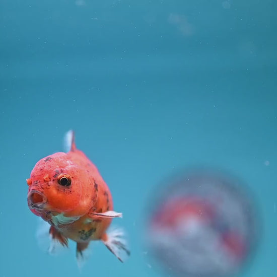 Juvenile Shogun Tiger Oranda 2.8 inch Body (251121_OR22)