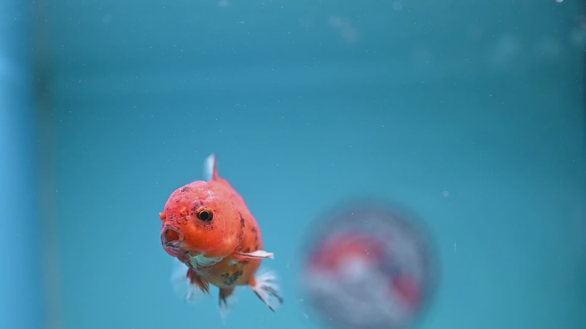 Juvenile Shogun Tiger Oranda 2.8 inch Body (251121_OR22)