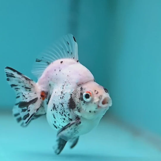 White Tiger Ryukin 3.5 inch Body (260123_RY06)