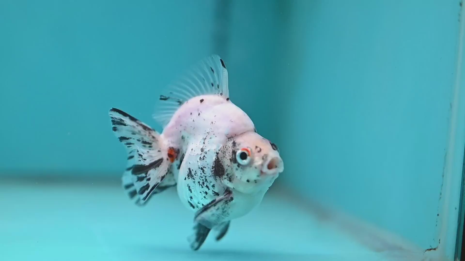 White Tiger Ryukin 3.5 inch Body (260123_RY06)