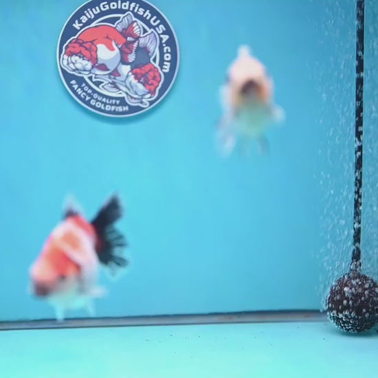 2-Pack Juvenile Shogun Long Body Oranda 2.5-3.5 inch Body (251017_OR21)