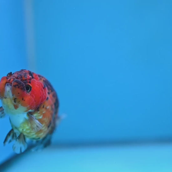 Tiger Ranchu 3.5 inch Body (260116_RC09)