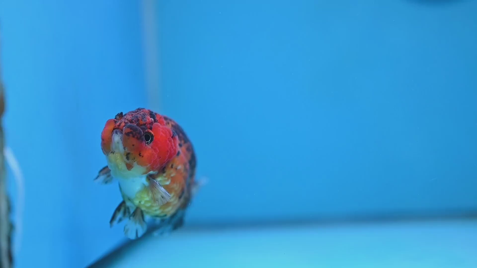 Tiger Ranchu 3.5 inch Body (260116_RC09)