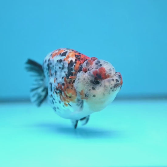 Round Body Calico Ranchu 4 inch Body (251121_RC02)