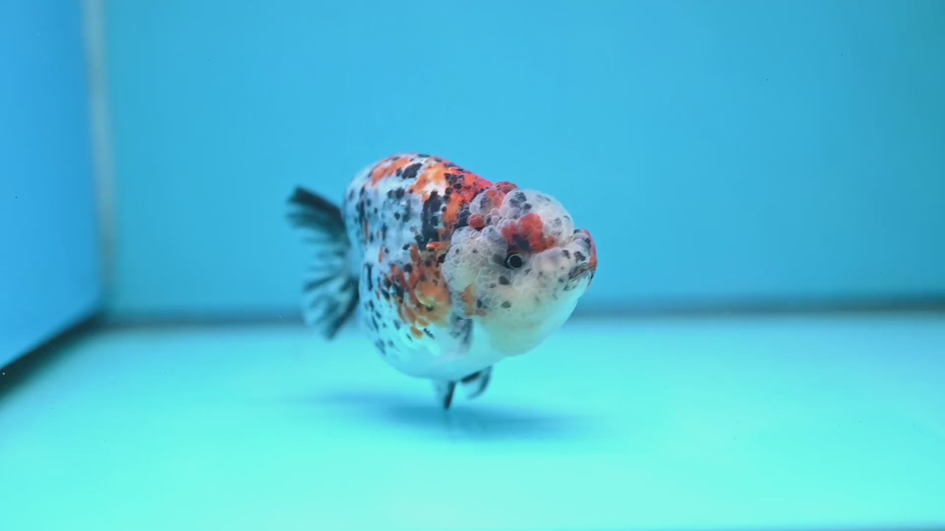 Round Body Calico Ranchu 4 inch Body (251121_RC02)