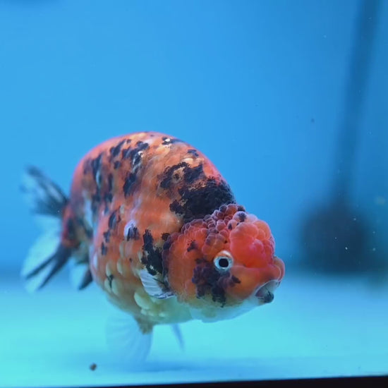 High Back Tiger Ranchu 4 inch Body (251107_RC05)