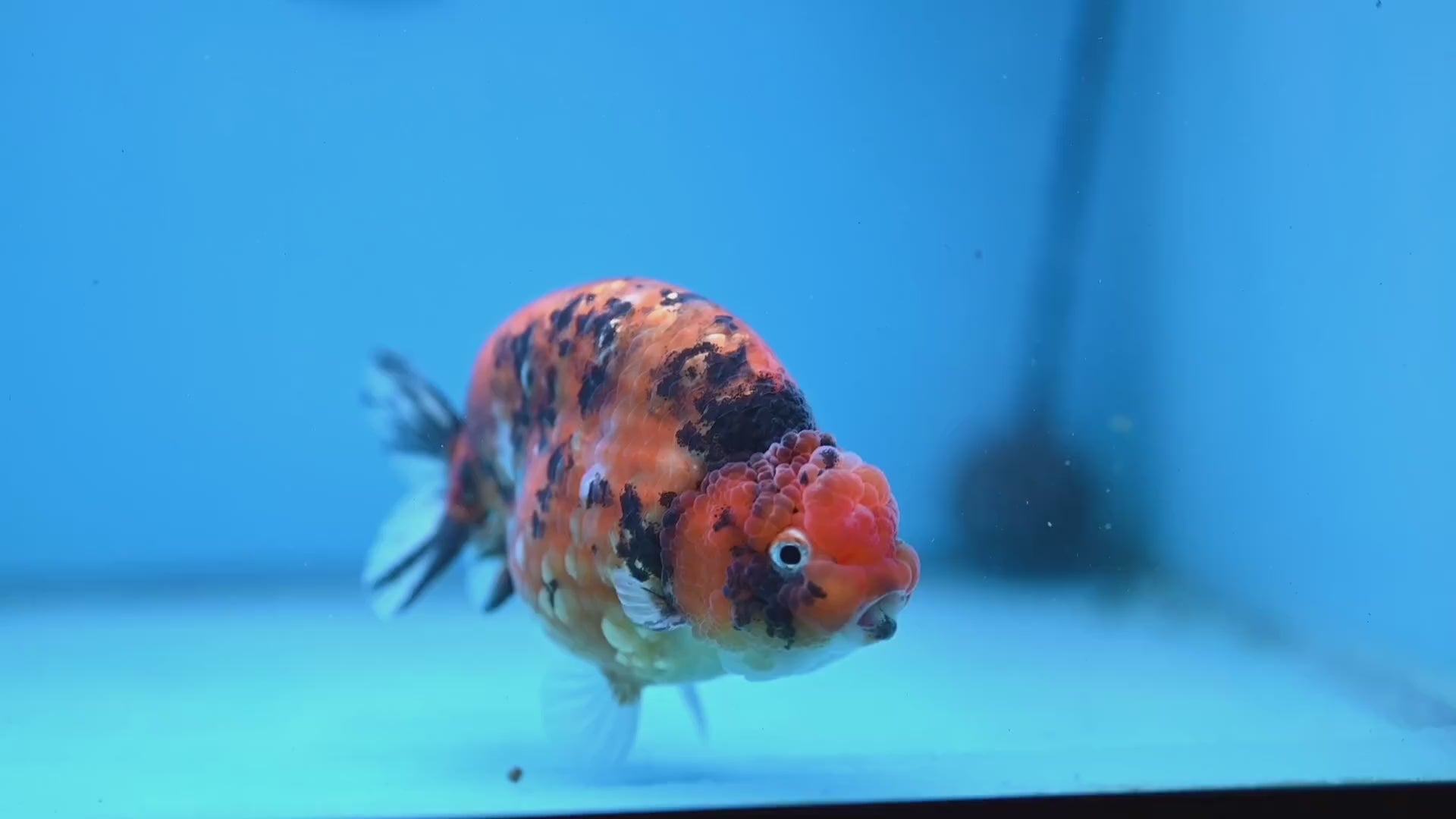 High Back Tiger Ranchu 4 inch Body (251107_RC05)