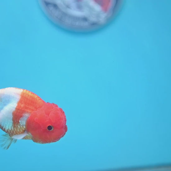 Juvenile Red White Ranchu 3 inch Body (260109_RC07)