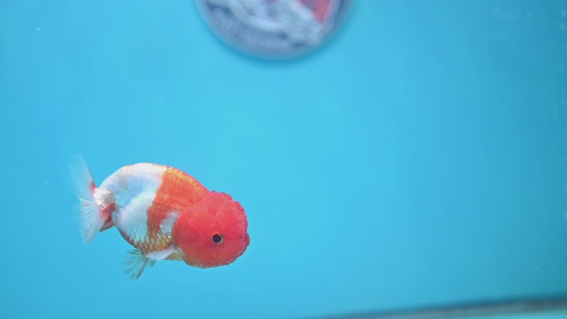 Juvenile Red White Ranchu 3 inch Body (260109_RC07)