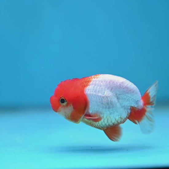 Juvenile Red White Ranchu 3 inch Body (260130_RC05)