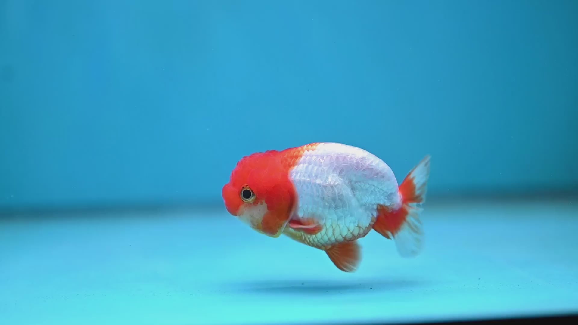 Juvenile Red White Ranchu 3 inch Body (260130_RC05)