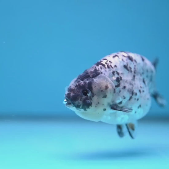 White Tiger Ranchu 4 inch Body (251114_RC02)