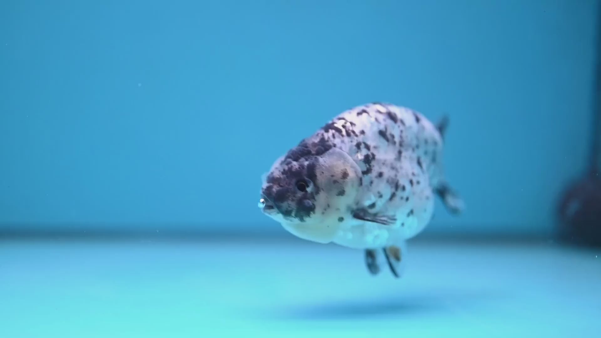 White Tiger Ranchu 4 inch Body (251114_RC02)