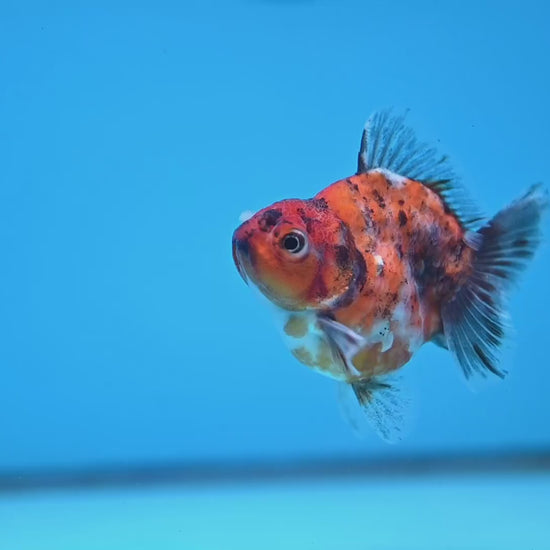 Juvenile Shogun Tricolor Oranda 2.8 inch Body (251031_OR06)