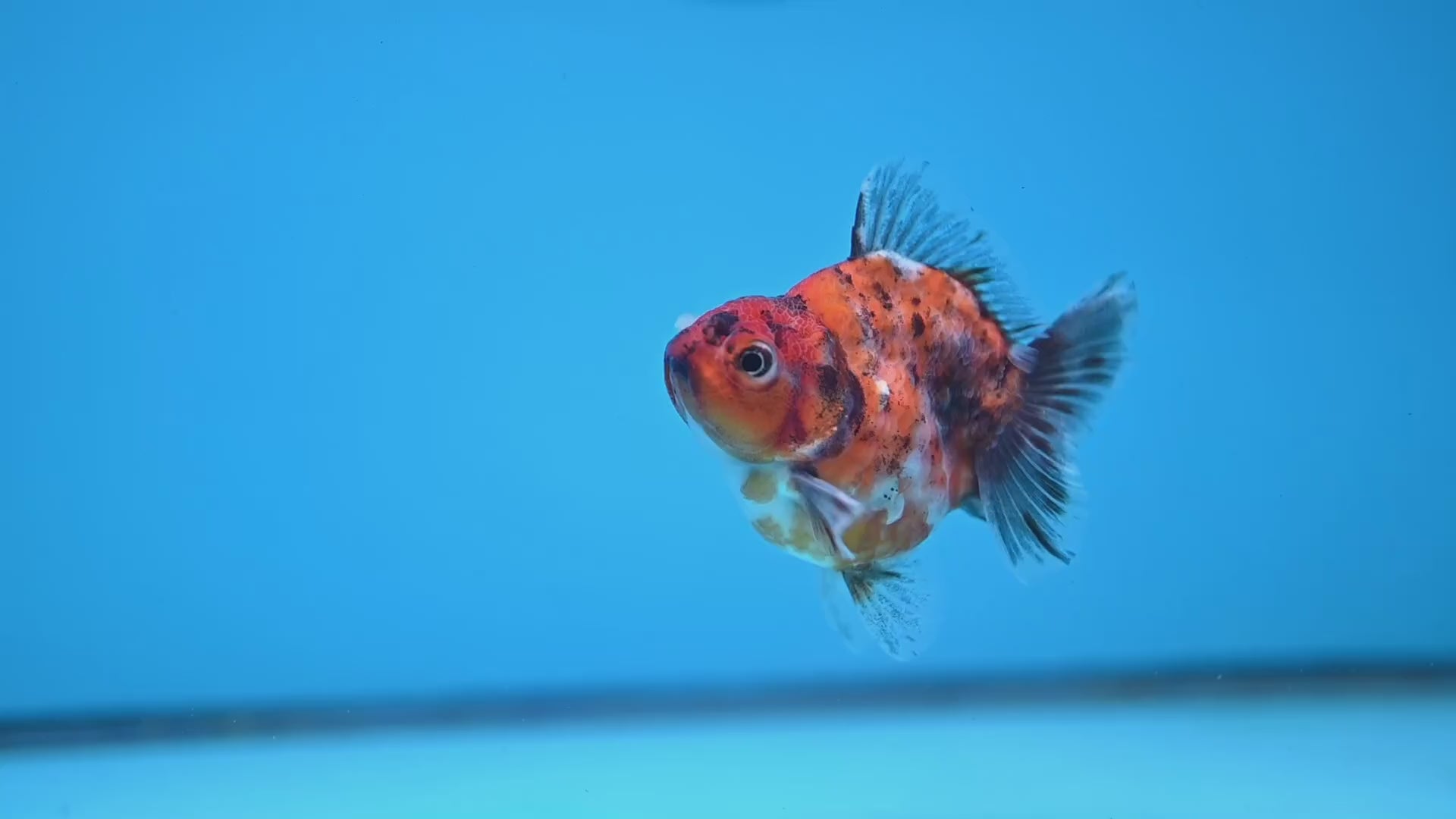 Juvenile Shogun Tricolor Oranda 2.8 inch Body (251031_OR06)