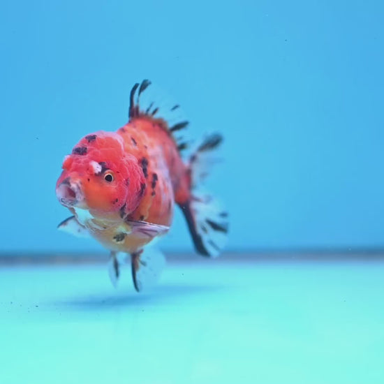 Juvenile Shogun Tricolor Sakura Oranda 3.25 inch Body (251031_OR01)