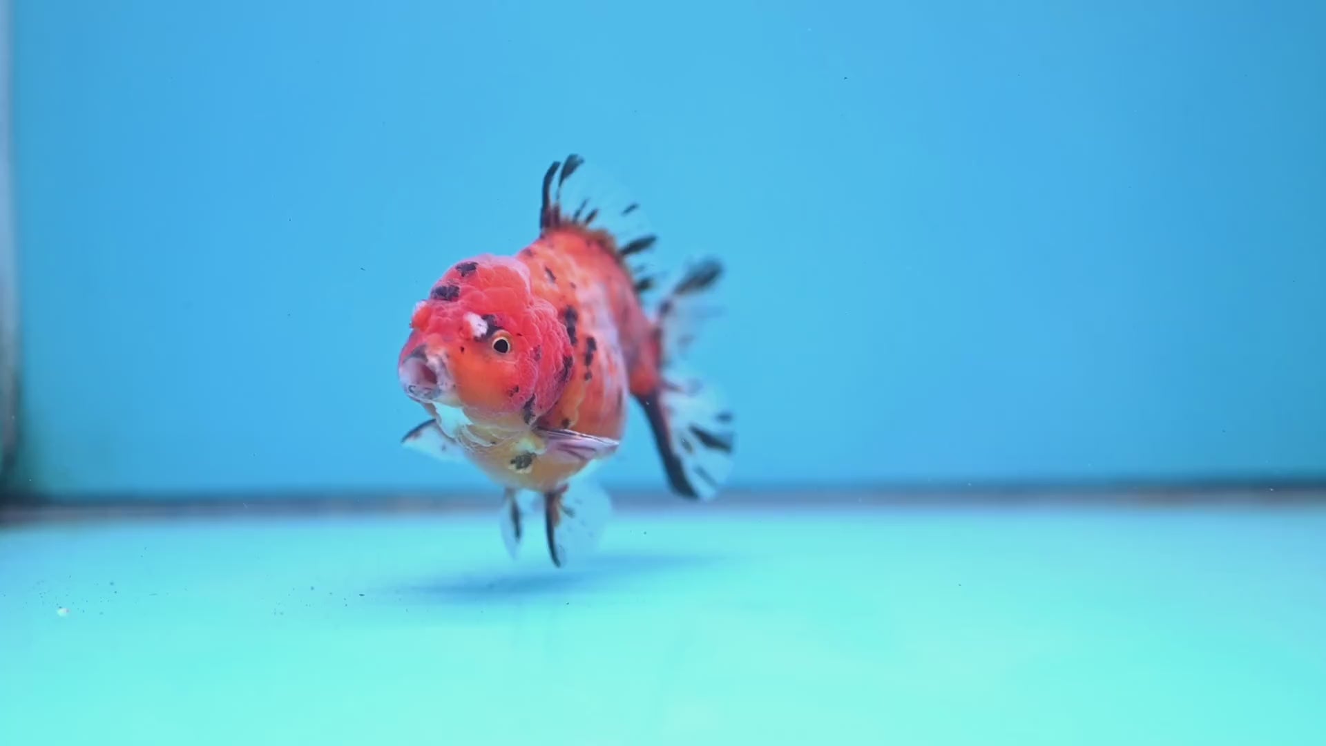 Juvenile Shogun Tricolor Sakura Oranda 3.25 inch Body (251031_OR01)