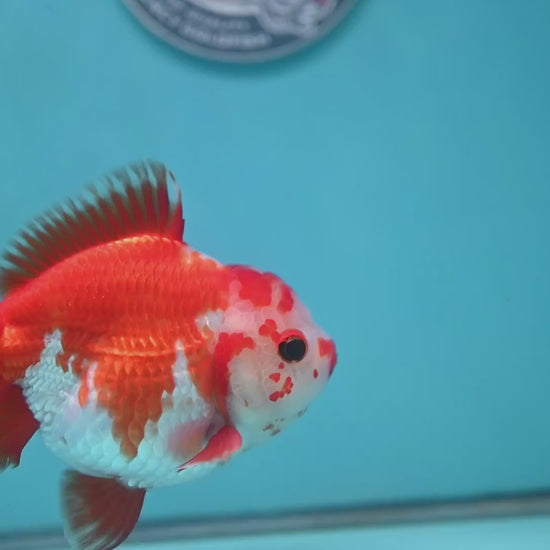 Big YuanBao Red White Oranda 4.5 inch Body (260116_OR06)