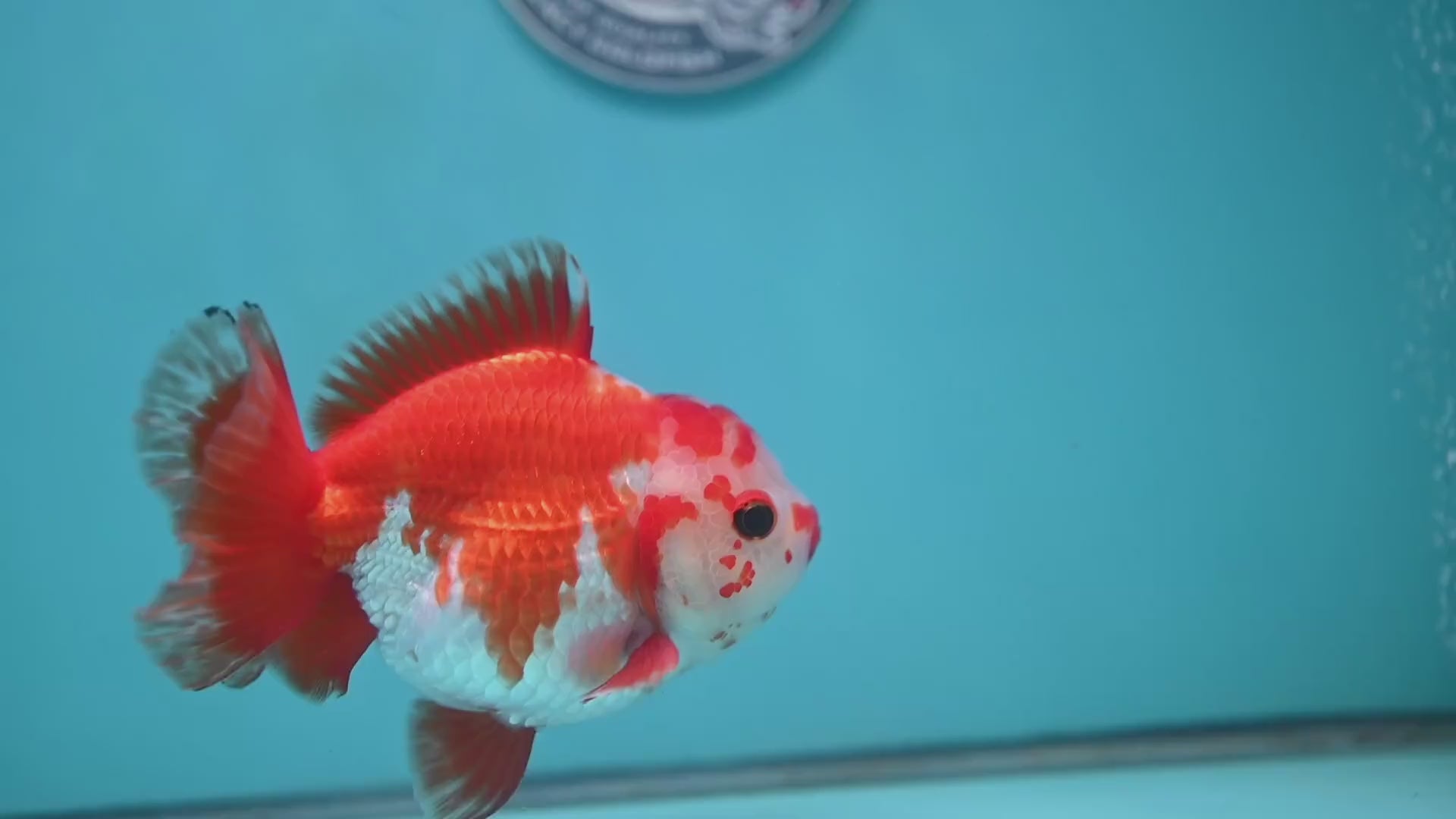 Big YuanBao Red White Oranda 4.5 inch Body (260116_OR06)