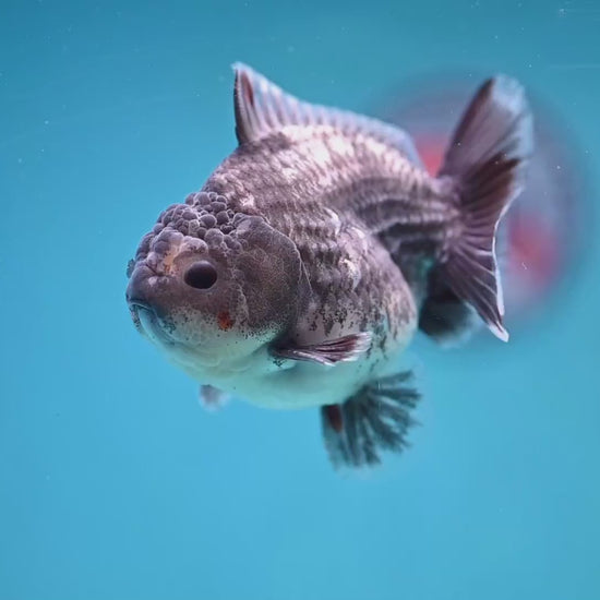 Juvenile Shogun Grey Kirin Oranda 3.25 inch Body (251017_OR18)